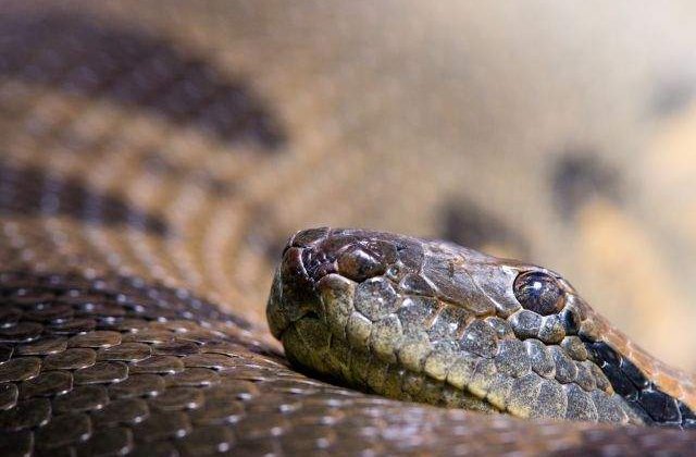 Bistrita: O tanara a gasit un sarpe exotic in cada din locuinta sa