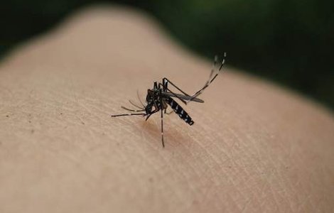 A prins 4 milioane de tantari intr-o luna