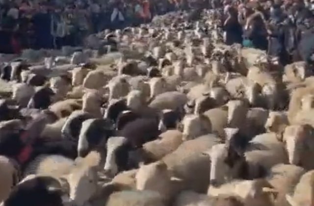 VIDEO În jur de 2.000 de oi s-au plimbat pe bulevardul Champs-Élysées din Paris