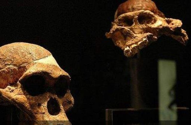 [FOTO] Descoperirea care ar putea schimba orice stiam despre stamosul omului