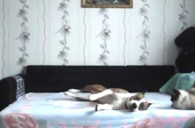 [VIDEO] Distractia unui catel lasat singur acasa!