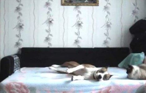  Video  Distractia unui catel lasat singur acasa!