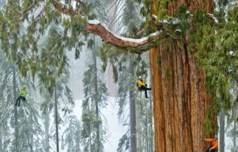  Video  Cum surprinzi intr-o singura fotografie un sequoia urias