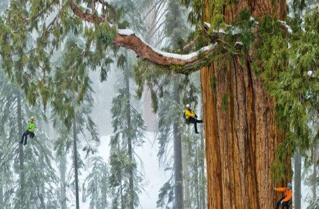 [VIDEO] Cum surprinzi intr-o singura fotografie un arbore gigant de sequoia