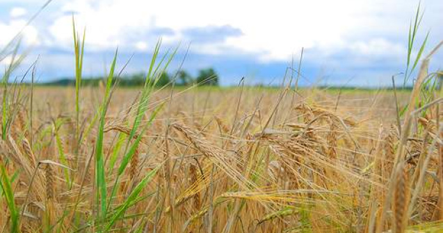 Rusia interzice temporar exporturile de cereale, din cauza secetei