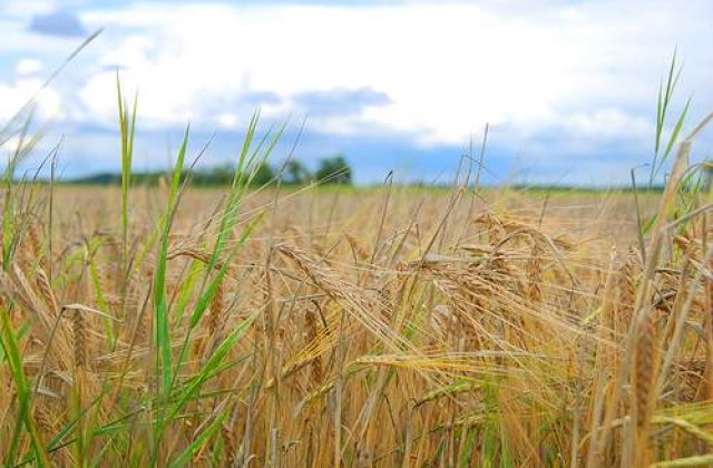 Rusia interzice temporar exporturile de cereale, din cauza secetei