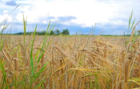 Rusia interzice temporar exporturile de cereale, din cauza secetei