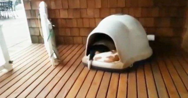  Video  Cati caini pot incapea intr-o cusca?