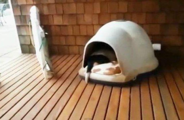 [VIDEO] Cati caini pot incapea intr-o cusca?