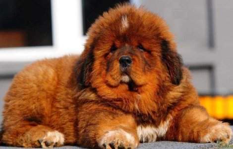 Un caine din rasa mastiff tibetan, vandut in China pentru o suma colosala