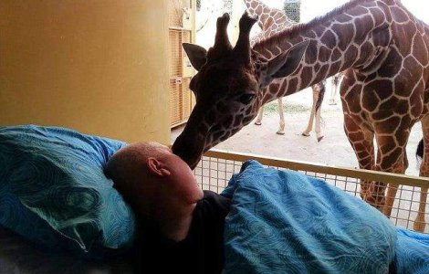  Foto  Emotionant! O girafa isi ia la revedere de la stapanul muribund