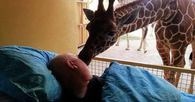  Foto  Emotionant! O girafa isi ia la revedere de la stapanul muribund