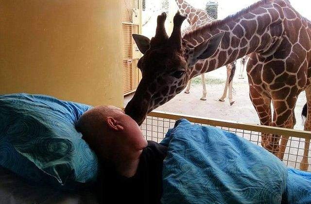 [FOTO] Moment emotionant! O girafa isi ia la revedere de la stapanul ei muribund