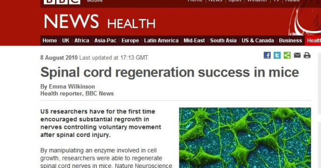 Regenerarea nervilor spinali este posibila