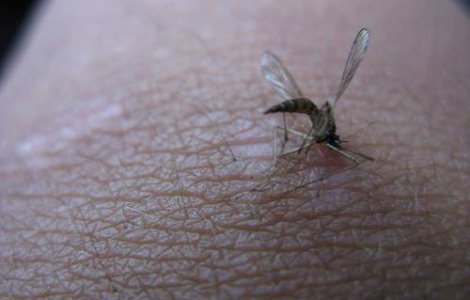 Virusul mortal West Nile ocoleste Romania