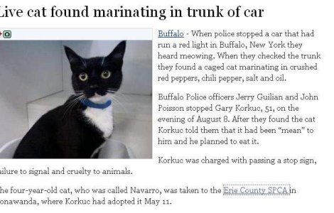 O pisica vie, pusa la marinat intr-o remorca