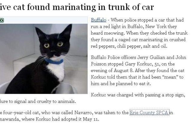 O pisica vie, pusa la marinat intr-o remorca