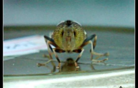 Grecia luata la dezinsectie, de frica virusului West Nile