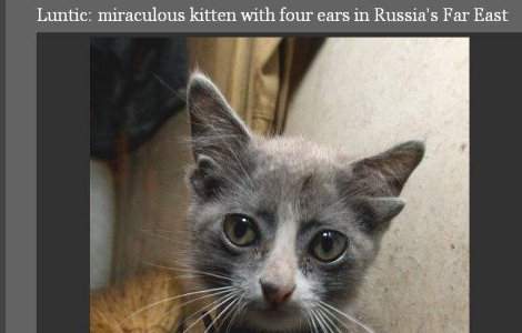 Pisoiul cu 4 urechi, mascota rusilor