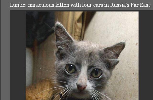 Pisoiul cu 4 urechi, mascota rusilor