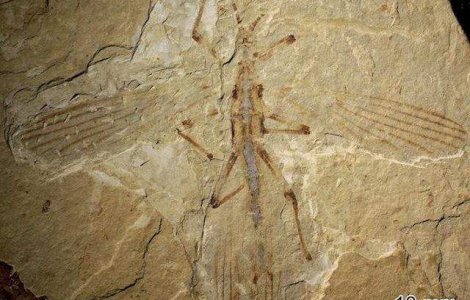 Fosila unei insecte-frunza, de acum 126 mil. ani, descoperita in China