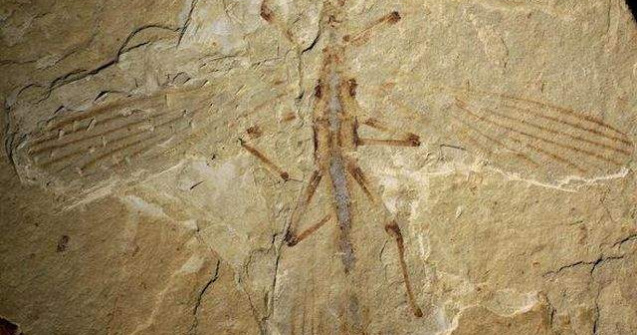 Fosila unei insecte-frunza, de acum 126 mil. ani, descoperita in China