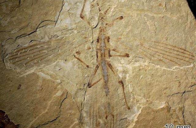 Fosila unei insecte-frunza, de acum 126 mil. ani, descoperita in China