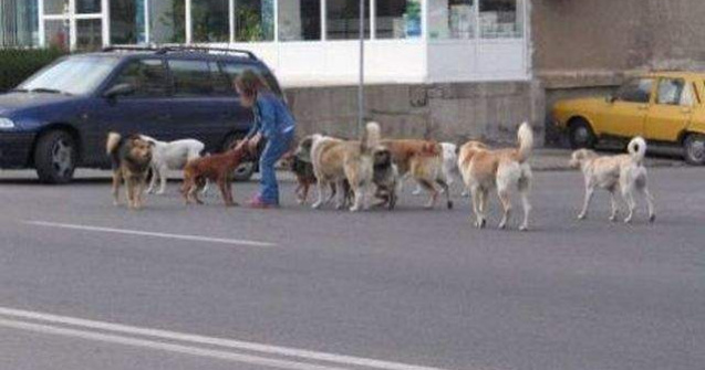 Mai multe ONG-uri nu vor mai avea voie sa adopte caini din adaposturi