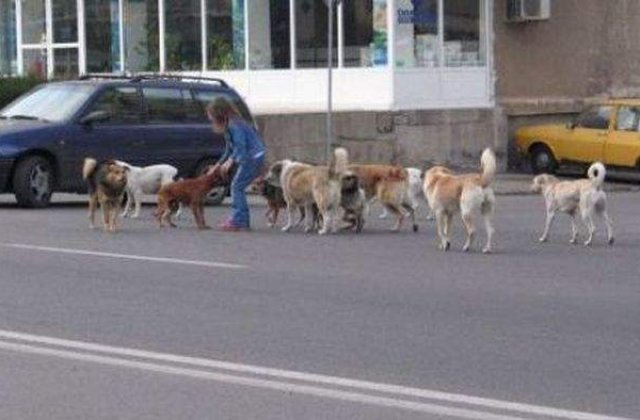 Mai multe ONG-uri nu vor mai avea voie sa adopte caini din adaposturi