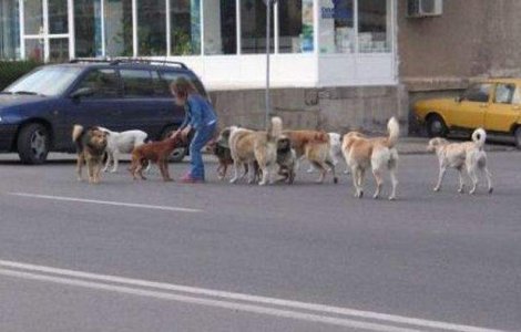 Mai multe ONG-uri nu vor mai avea voie sa adopte caini din adaposturi