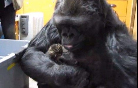  Video  Koko, gorila care "vorbeste", a adoptat doi pui de pisica