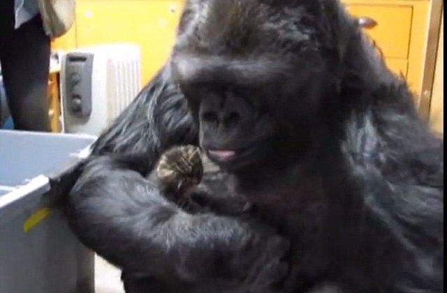 [VIDEO]  Koko, gorila care "vorbeste", a adoptat doi pui de pisica