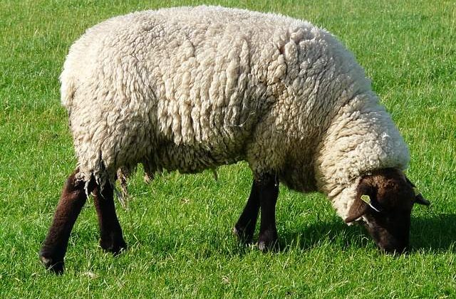 Dragnea: China vrea sa importe cereale si carne de oaie din Romania