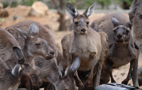 O fetiță de 3 ani a ajuns la spital după ce a fost atacată de un cangur