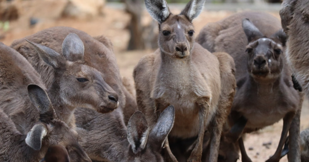 O fetiță de 3 ani a ajuns la spital după ce a fost atacată de un cangur