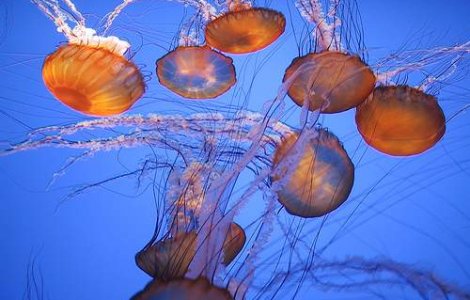 Plajele din Spania, invadate de meduze