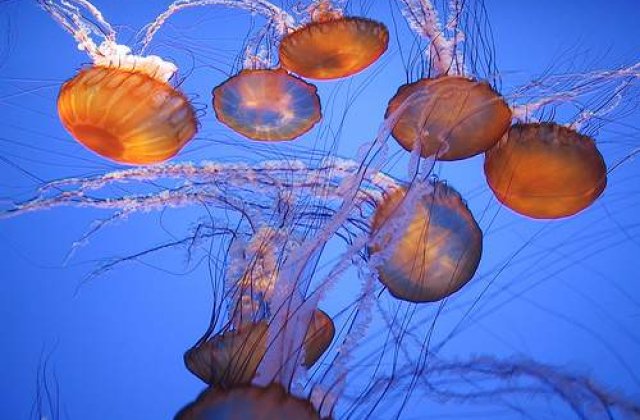 Plajele din Spania, invadate de meduze