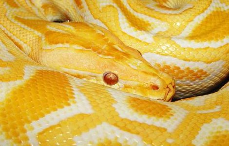  Video  Sarpele, paznic la cocaina