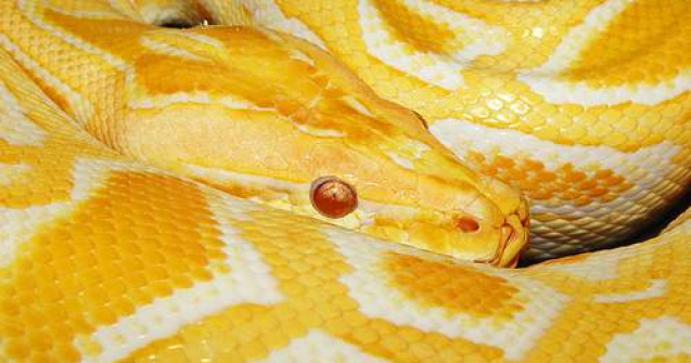  Video  Sarpele, paznic la cocaina