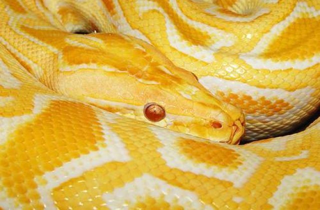 [VIDEO] Sarpele, paznic la cocaina