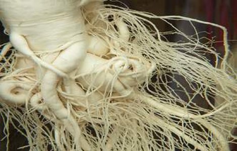 Coreea de Nord vrea sa-si plateasca datoriile in..ginseng