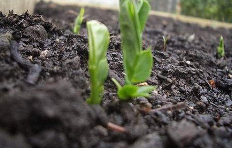 Un barbat "cultiva" mazare in proprii plamani