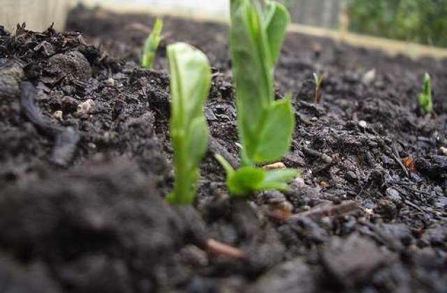 Un barbat "cultiva" mazare in proprii plamani