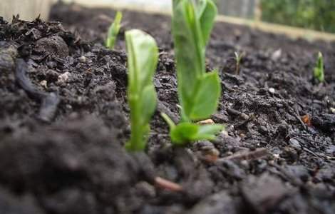 Un barbat "cultiva" mazare in proprii plamani