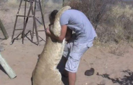 Reactia incredibila a unei leoaice atunci cand isi vede stapanul!