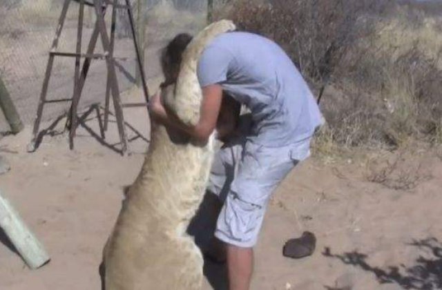 [VIDEO] Reactia incredibila a unei leoaice atunci cand isi vede stapanul!