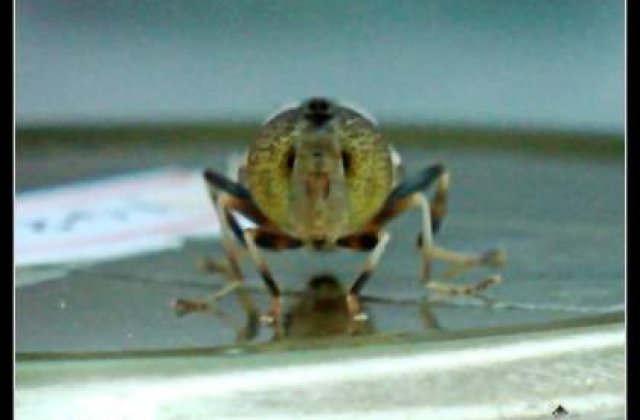 Tulcea: Doua cazuri de infestare cu West Nile