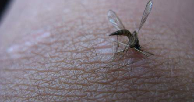 West Nile: Niciun caz confirmat in Romania