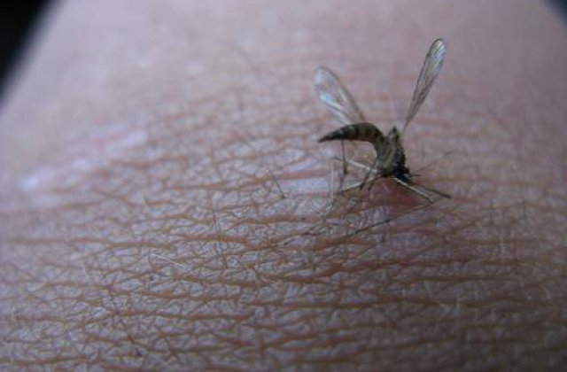 West Nile: Niciun caz confirmat in Romania