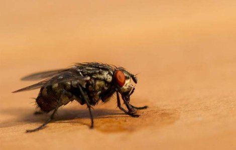  Video  Cum arata interiorul unei muste in timpul zborului